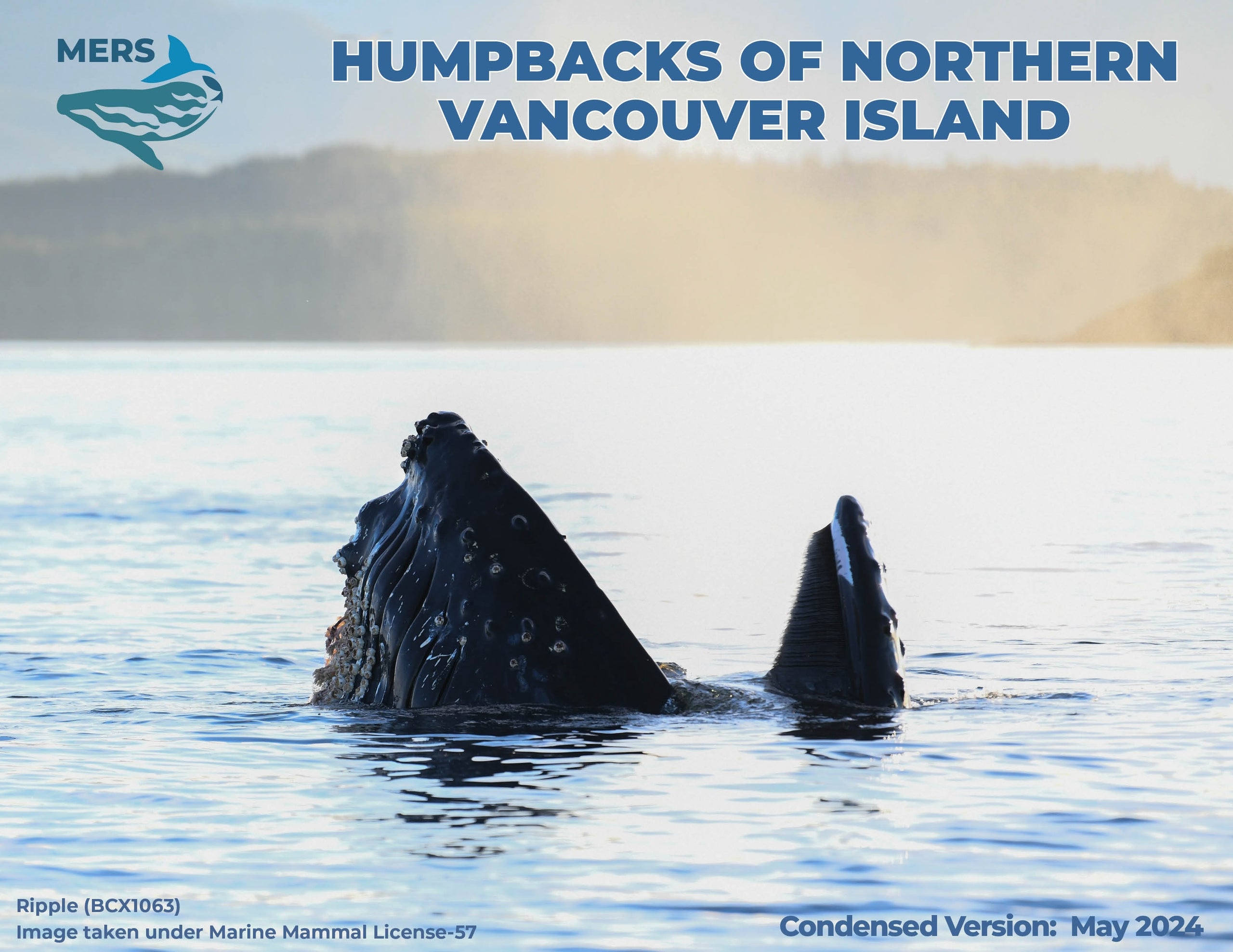 MERS Humpback Whale Catalogue Version 12 updated May 2024 (Digital